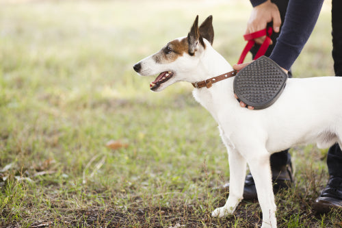 Personalized Dog Collar with Name: The Best Options for 2024